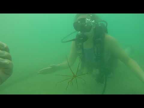 Scuba Diving 24_B�v�rkod�s