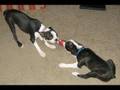 Boston Terrier video
