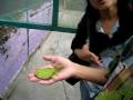 videos de Coolest insect ever in Malaysia