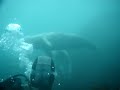 Seal Dive in the Scilly Isles