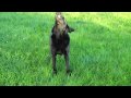 Testing out my new Flip UltraHD Camcorder with Zitti and Emmy