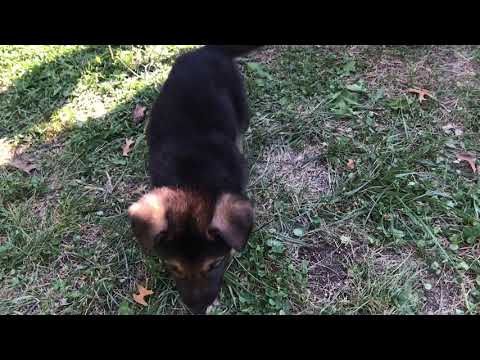 Kiaras Mr. Cinnamon Vanilla Video 2
