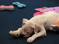 Casper playing