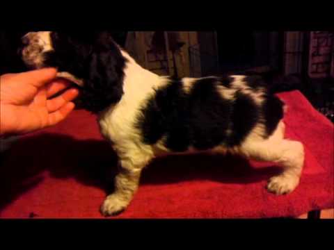 Bruno - AKC English Springer Spaniel Pup