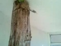A Riaño se le estimula con apapachos reptilianos A Riaño se le estimula con apapachos reptilianos
