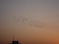 Ballet Of Birds