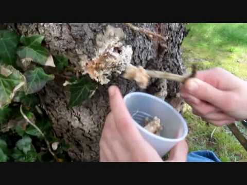 how to collect pine pitch