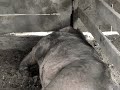 PORK 4 DINNER???