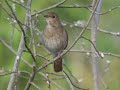 Näktergal nära Bällstaån mitt emot Jakobsbergsskolan i Järfälla. Thrush Nightingale filmed at Jakobsberg, Järfälla some 20 km NW of City of Stockholm in Sweden.