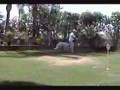 Borzoi video