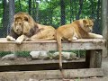 DEW Animal Kingdom - Lions DEW Animal Kingdom - Lions