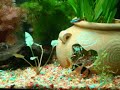 Fauna2 Acara bandeira1 Bótia1 Coridora5 Neons1 Guppys fêmea2 Espadas (macho e fêmea)1 Limpa VidroFloraEchinodorus uruguayensis Cabomba VermelhaCabomba VerdeGlossostigma elatinoid1 Tronco com Musgo Java1 TroncoEquipamento120 litros(bruto)Filtro EHEIM externo 500 L/H2 lâmpada de 25wCo2 Caseiro 3 a 6 s/b1 bomba compressor de 2 saída 3,5 lts/Min 