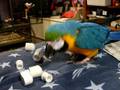Bailey helping me construct her foraging toy.