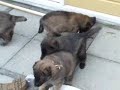 America-litter 4,5 weeks