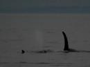 J pod