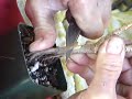 bonsai black pine grafting