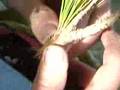 bonsai black pine grafting