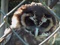 THE SUFFOLK OWL SANCTUARY'S 