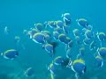 diving maldives