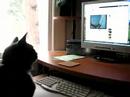 Cat Watching Centipede