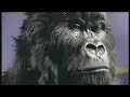 gorilla add