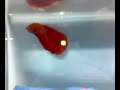 Betta Super Delta Tail