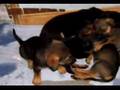 20/20 Alanis Morissette & my sister's pupps!