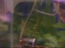 My Mums Fish Fighting :D