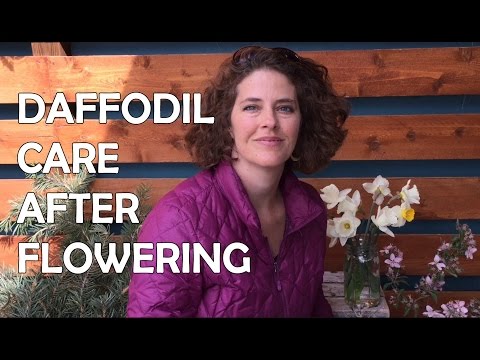 How to Care for Daffodils After Blooming