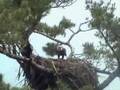 videos de maine bald eagle visit 06/30/08 ... 10:53 AM