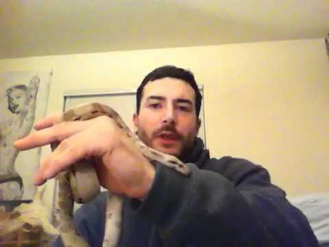 reptileshowtexasstyle - Sunset boa.