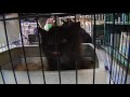 Can Your Pet Catch Swine Flu?