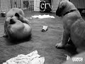 BIG SWEDE MASTIFFS