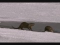 Yellowstone National Park - Ep.1, Winter (part 4)