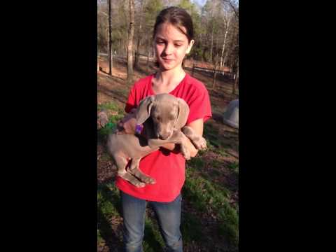 LAYLAS CH.BRED FEMALE PUP