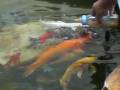 videos de Peixes mamando na mamadeira