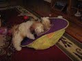 Shih Tzus playing