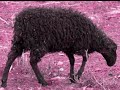 Len Faki - My Black Sheep Len Faki - My Black Sheep