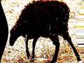 Len Faki - My Black Sheep