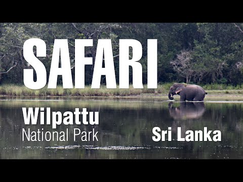 Going on safari in Wilpattu National Park | Sri Lanka