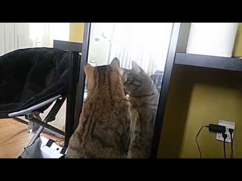 mirror - For licensing/usage please contact: licensing(at)jukinmediadotcom He does this every time i take out my mirror. *warning, some loud screech noises*