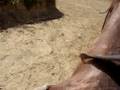 Horseback riding in Puerto Plata 1