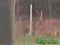 Chupacabra slow motion Chupacabra slow motion