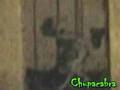 Chupacabra slow motion