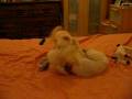 videos de Tuffy and best buddy Archie 3