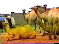 Western Gharri Region Animal Center Video #A