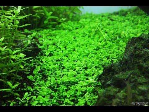 how to grow hc carpet