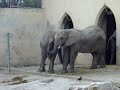 Elefante gay