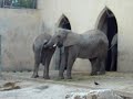 Elefante gay