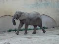 Elefante gay